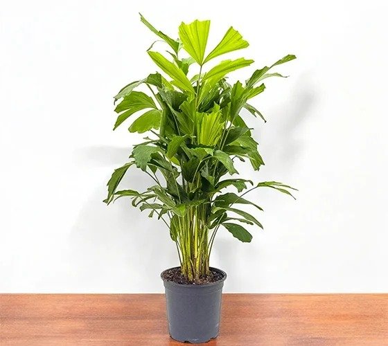 Fishtail Palm Plant